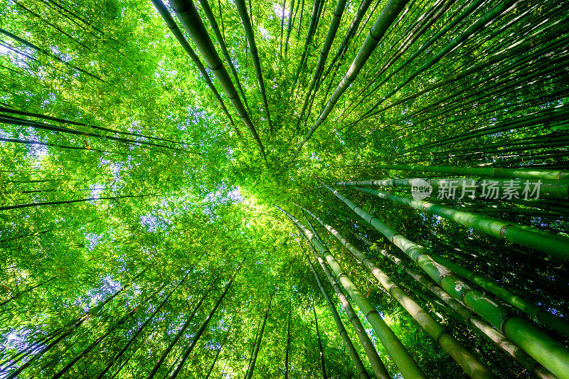 竹林在木仓柴，Yen Bai，越南。美丽的绿色自然背景。自然和背景概念。